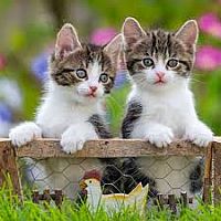 3 x 49 pc Tigers Kittens Puzzles