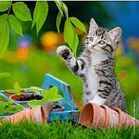 3 x 49 pc Tigers Kittens Puzzles