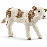 Simmental Calf  