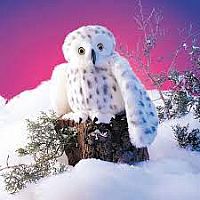 Little Snowy Owl