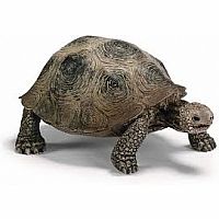 Giant Tortoise